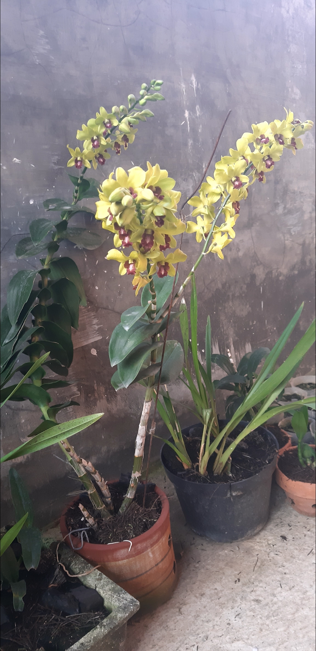 Anggrek dendrobium