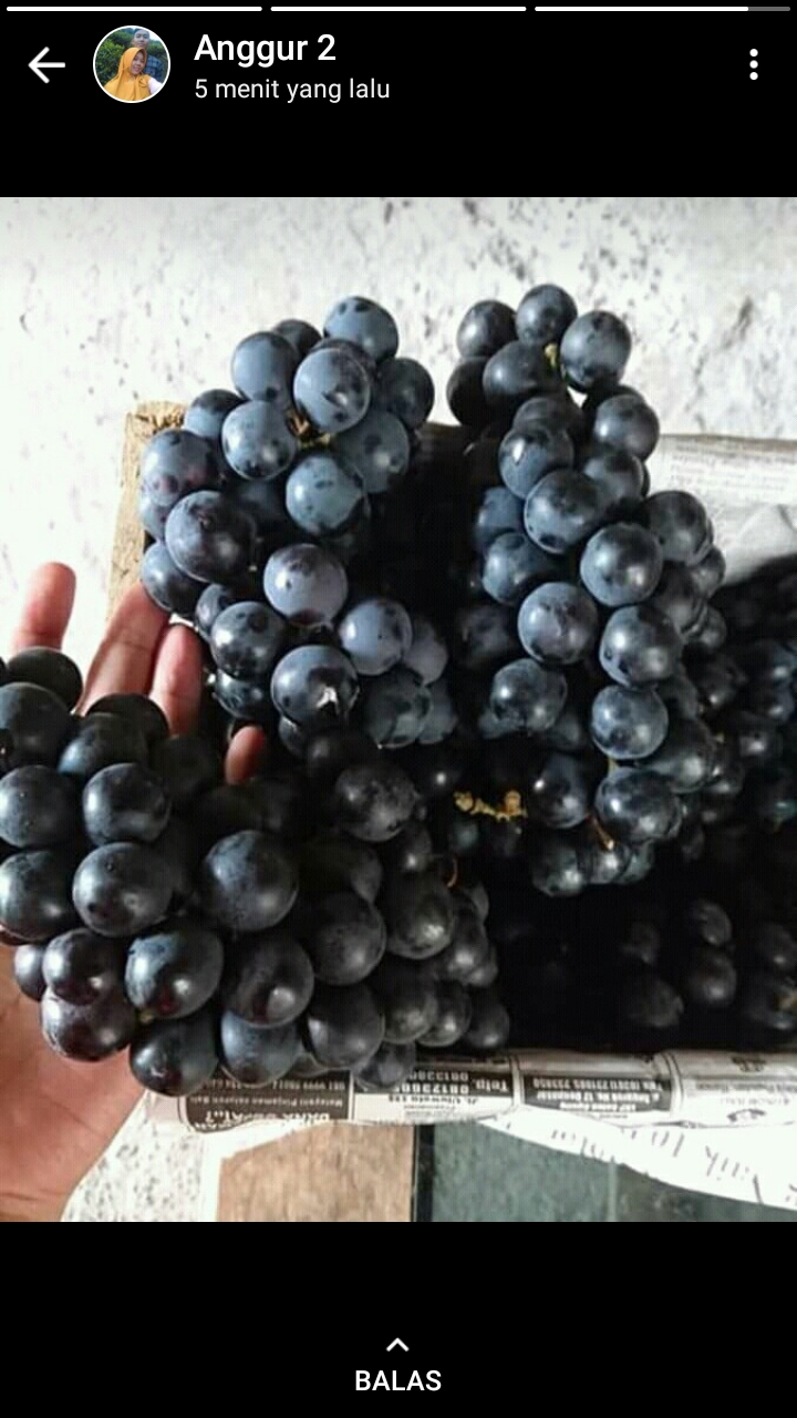 Buah anggur hitam